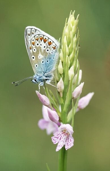 Common Blue Butterfly - Common Spotted Orchid (Dactylorhiza fuchsii)