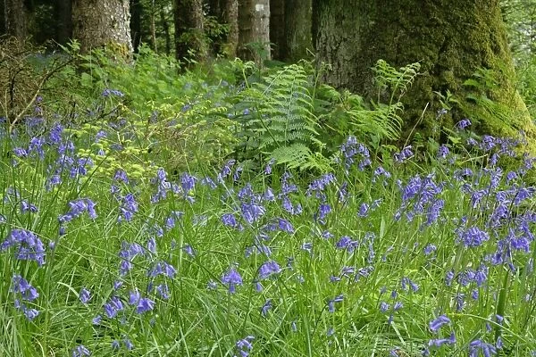 Common Bluebells dense polulation on forest clearing Highlands, Scotland, UK
