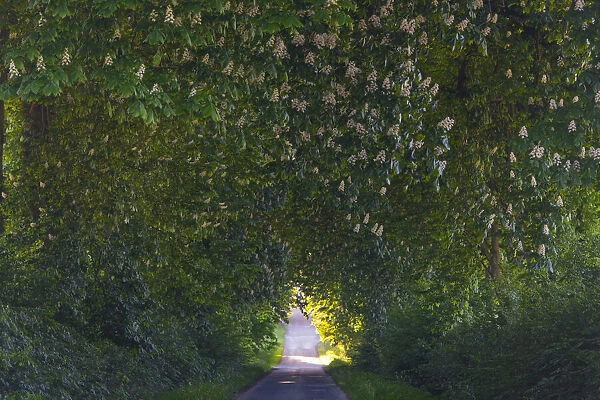 Common Chestnut, allee of mature trees in blossom, Hessen, Germany