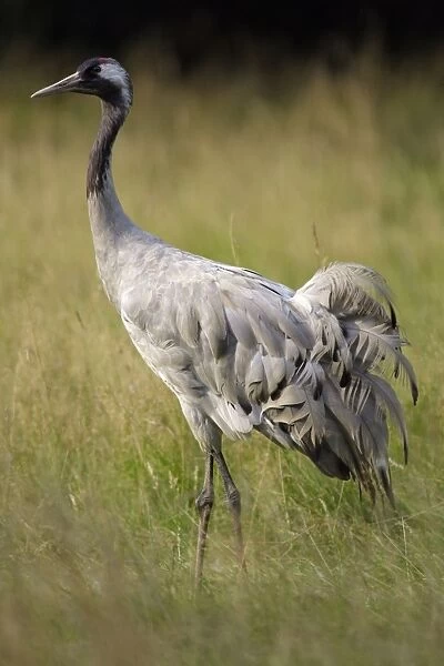 Common Crane - bird standing on a meadow, Lower Saxony, Germany
