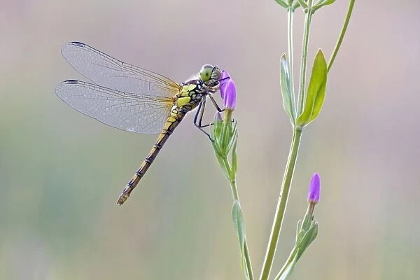 Common Darter Dragonfly - resting on Common Centaury flower - July - Cannock Chase - Staffordshire - England