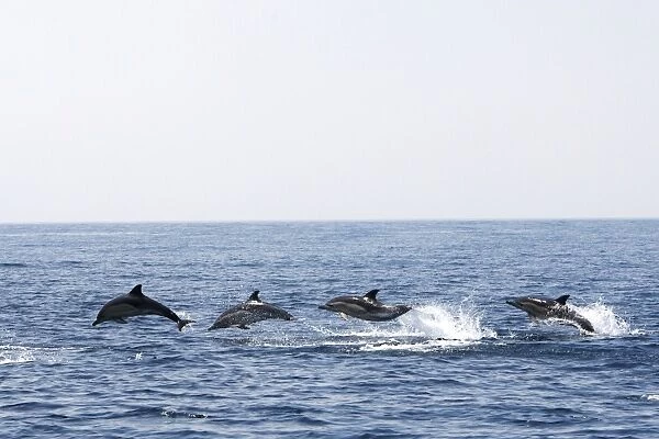 Common Dolphin - four swimming in line - leaping out of water in the strait of Gibraltar. Spain