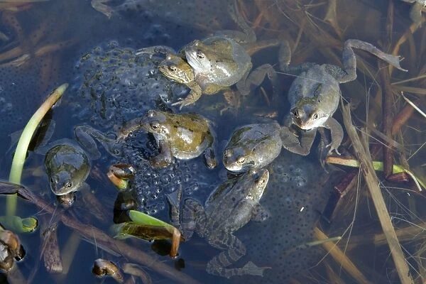 Common Frog - spawning in pond - Essex - UK RE000233