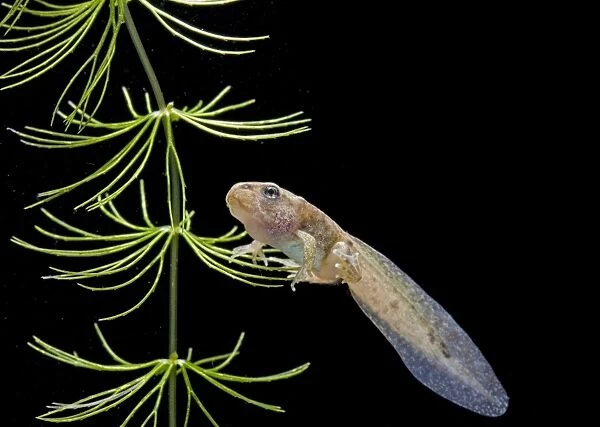Common frog tadpole with 2 legs Bedfordshire UK 005180