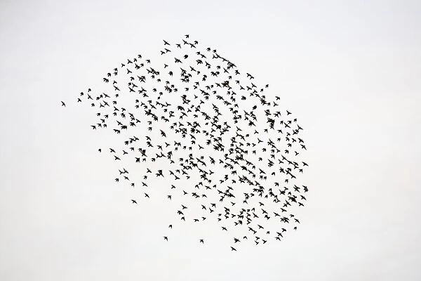 Common Starling Flocking at dusk. Darlington. UK