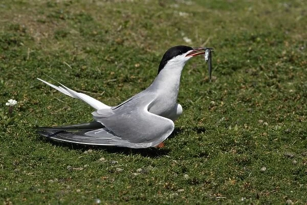 Common Tern-courtship displaying with sandeel in beak, Farne Isles, Northumberland UK