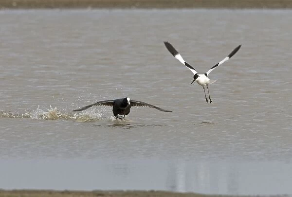 Coot and Avocet - Coot chasing Avocet (Recurvirostra avosetta) off - May - North Norfolk, U. K
