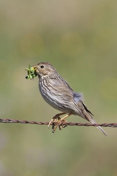 Corn Bunting - adult perching on barbed wire fence with caterpillars in beak - Southern Spain