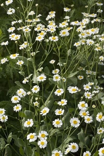 Costmary, or Alecost (Tanacetum balsamita). An old culinary and medicinal herb. Garden