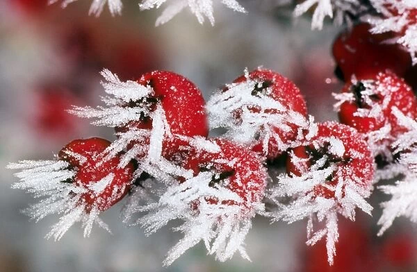 Cotoneaster - frozen berries. Lightened background, added frost