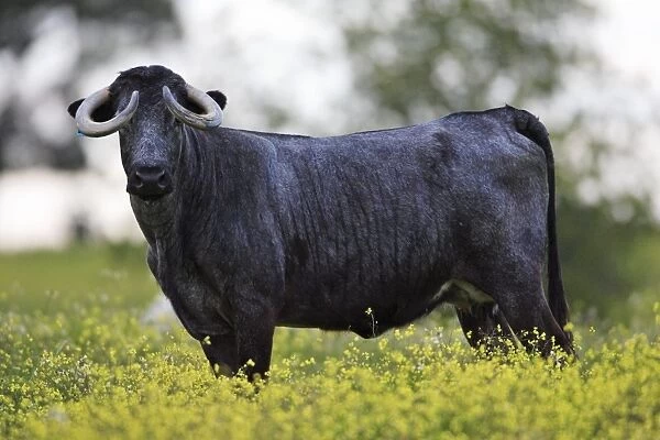 Cow with horns - Alentejo, Portugal