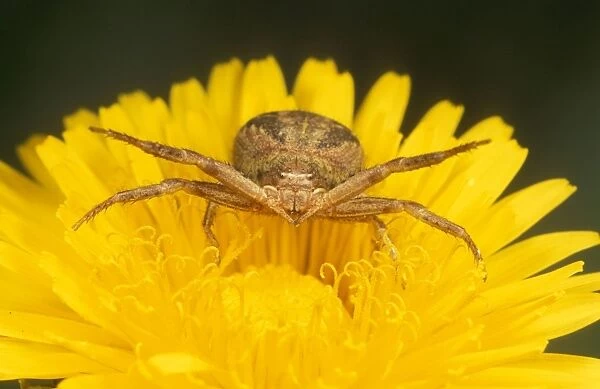 Crab Spider Aggressive posture on Dandelion flower, UK