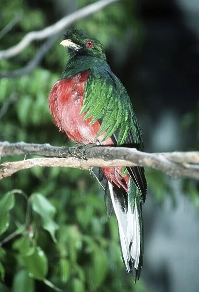 Crested Quetzal - male Distribution: Venezuela, Peru, Ecuador, Bolivia, Columbia