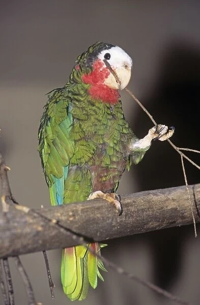 Cuban Amazon Parrot - holding twig