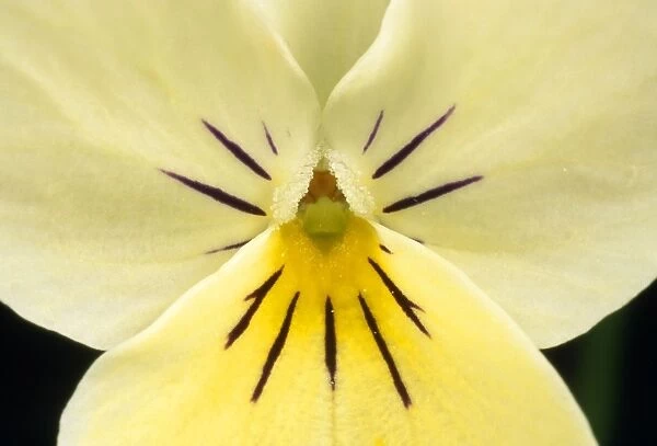 Cultivated Violet Flower - close-up - UK