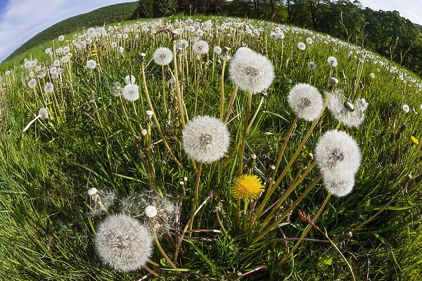 Dandelions, meadow covered with blossom seedheads, taken with a wide angle perspective, Hessen, Germany