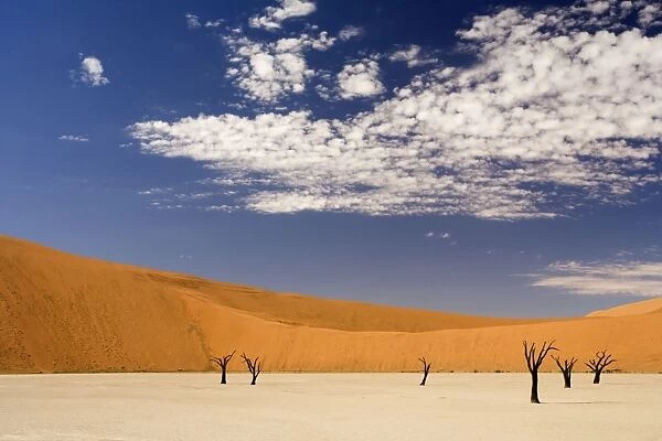 Dead Trees In Dead Vlei - Dead trees with red dunes and a dried white clay floor - Southern Namib Desert - Namibia - Africa