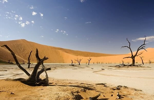 Dead Trees In Dead Vlei - Dead trees with red dunes and a dried white clay floor - Southern Namib Desert - Namibia - Africa