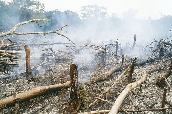 Deforestation - Slash & burn Gola rainforest - Sierra Leone - West Africa