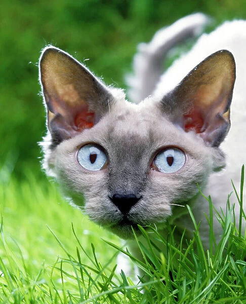Devon Rex Cat In grass
