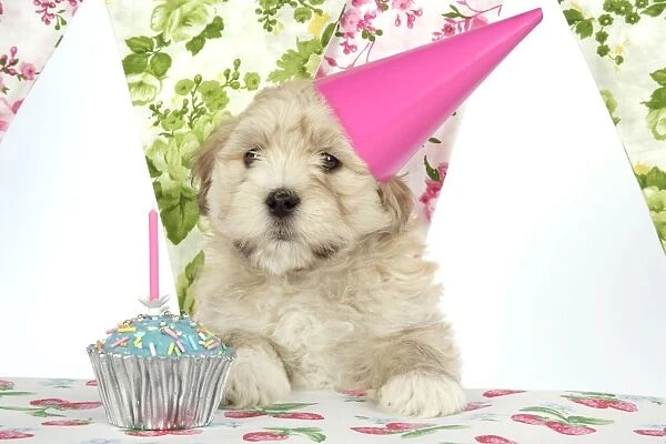 Dog - 7 week old Lhasa Apso cross Shih Tzu puppy in pink party hat