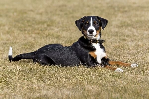 Dog - Appenzeller puppy - lying down on garden lawn - Lower Saxony - Germany