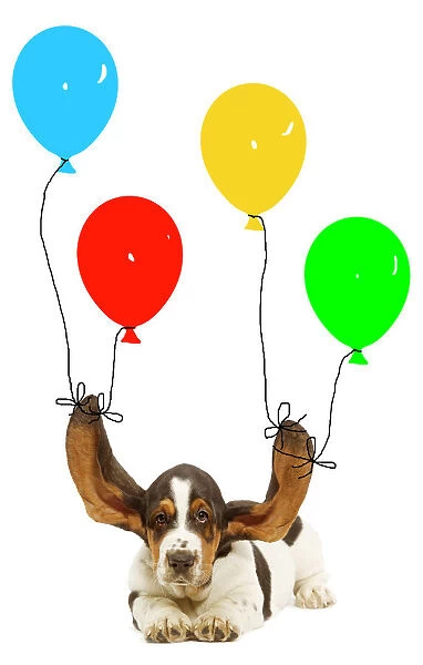 Dog - Bassett hound puppy with ears being held up by balloons