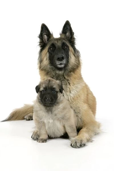 DOG - Belgian Shepherd (Tervuren) dog with puppy