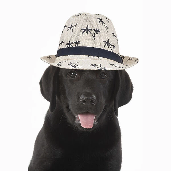 DOG. Black labarador puppy wearing a holiday hat