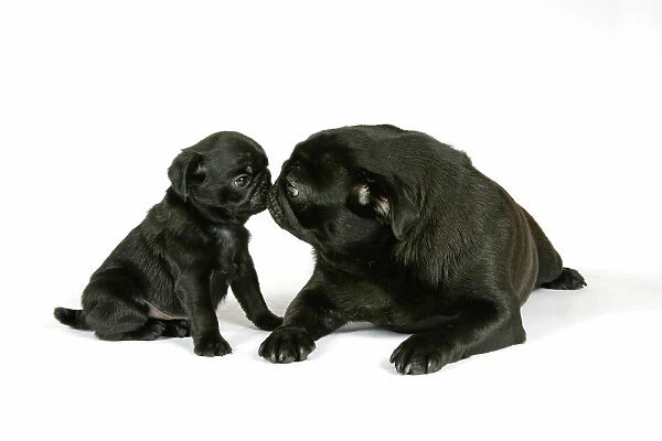 DOG. Black pug with black puppy (6 weeks old) looking at each other