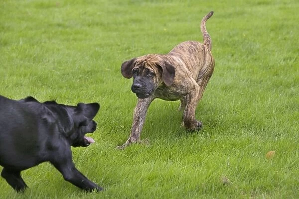 Dog - Boerboel - puppy playing with Black Labrador in garden