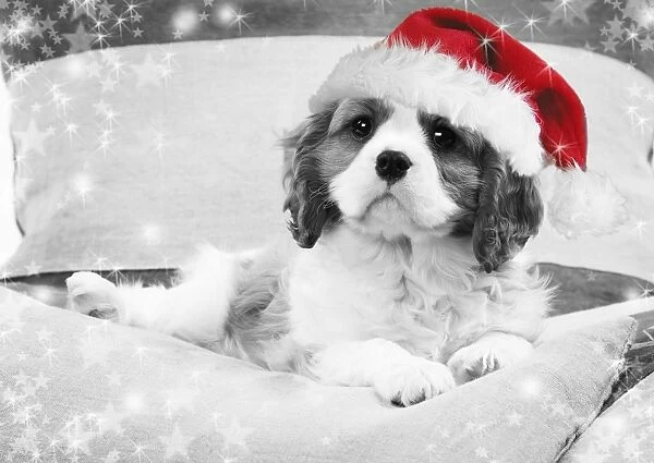 Dog - Cavalier King Charles Spaniel puppy wearing christmas hat lying on cushions Digital Manipulation: Hat (Su) B&W, stars