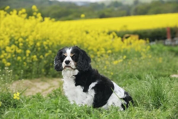 DOG. Cavalier king charles spaniel sitting in front of oil seed rape