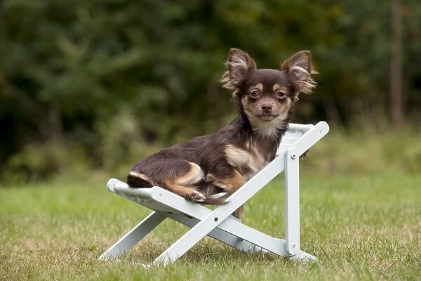 DOG - Chihuahua sitting on deck chair