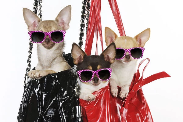 DOG Chihuahuas in handbags wearing pink glasses