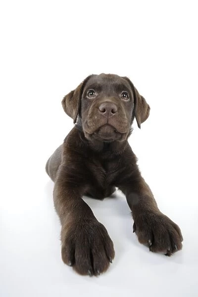 Dog - Chocolate Labrador puppy - lying down
