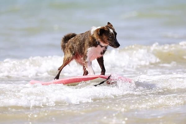 DOG. Collie cross breed surfing