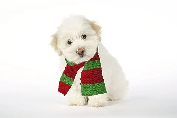 DOG - Coton de Tulear puppy ( 8 wks old ) wearing scarf