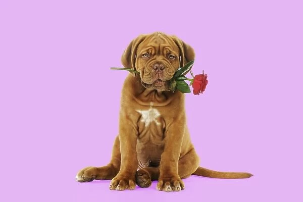 DOG. Dogue de bordeaux puppy sitting down holding a rose Digital Manipulation: Background white to pink