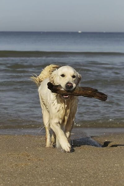 Dog - Golden Retreiver on beach carrying stick