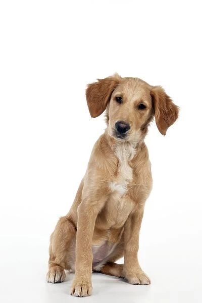 DOG - Golden retriever puppy (13 weeks)