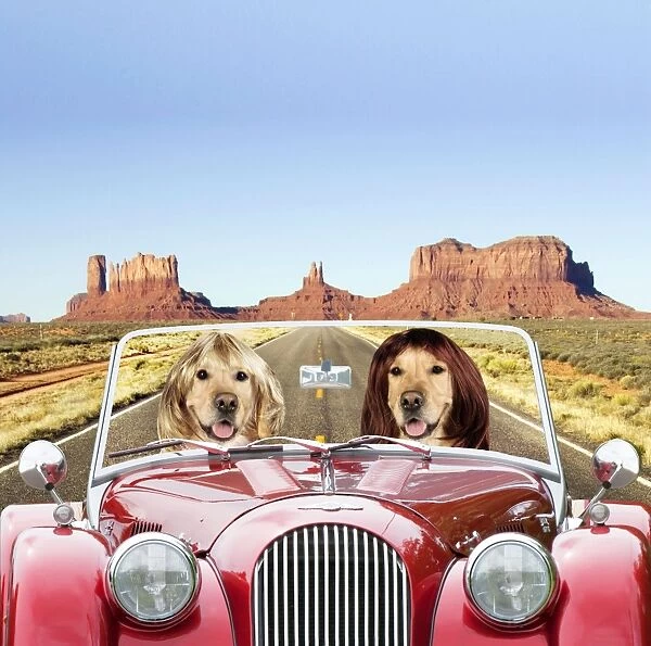 Dog - Golden Retrievers driving car through desert scene Digital Manipulation: Car & Dogs JD - scene TD