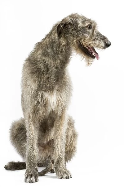Dog - Irish Wolfhound