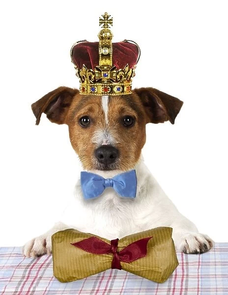 DOG. Jack russell terrier wearing bow tie sitting at table with gift wrapped bone parcel Digital Manipulated: added crown & bow tie JD - added parcel Su - removed plate & cutlery on table