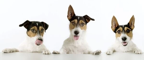 Dog - Jack Russell Terriers. Three in a row Not available as postcard