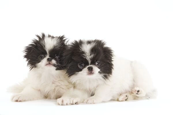 Dog - Japanese Chin  /  Spaniel - puppies in studio