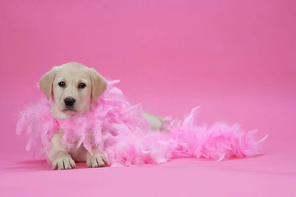 DOG. Labrador Retriever puppy ( 9 wks old ) on pink with a feather boa