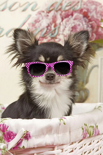Dog - Long haired Chihuahua puppy wearing pink glasses