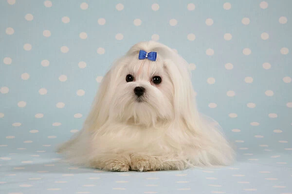 Dog - Maltese on blue and white spotted material