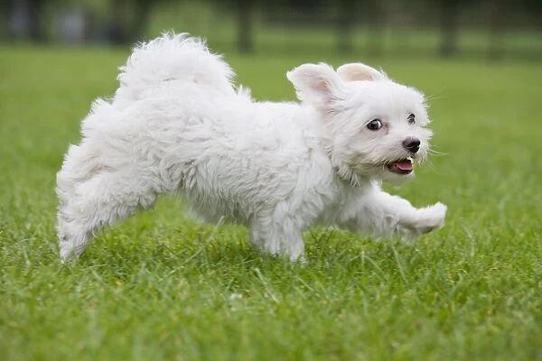 Dog - Maltese puppy running in garden